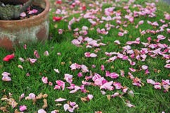 Pétalas cor-de-rosa caídas na grama foto de stock Pétalas cor-de-rosa caídas na grama foto de stock