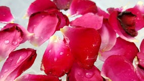 Pétalas cor-de-rosa vermelhas na água foto de stock Pétalas cor-de-rosa vermelhas na água foto de stock