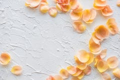 Pétales de rose sur le fond texturisé blanc image libre de droits Pétales de rose sur le fond texturisé blanc image libre de droits