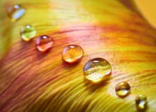 Pétalo de la flor con gotas del agua Fotografía de archivo Pétalo de la flor con gotas del agua Fotografía de archivo