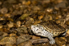 Północny Diamondback Terrapin zdjęcia royalty free Północny Diamondback Terrapin zdjęcia royalty free
