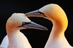 Północny Gannet, szczegółu kierowniczy portret z wieczór słońcem i zmrok, - pomarańczowy morze w tle, piękni ptaki w miłości, par Obraz Royalty Free Północny Gannet, szczegółu kierowniczy portret z wieczór słońcem i zmrok, - pomarańczowy morze w tle, piękni ptaki w miłości, par Obraz Royalty Free
