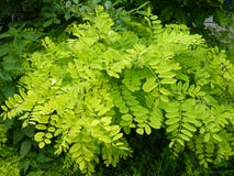 Płodny greenery obrazy royalty free Płodny greenery obrazy royalty free
