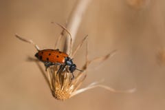 Quadripunctata de Mylabris foto de archivo Quadripunctata de Mylabris foto de archivo
