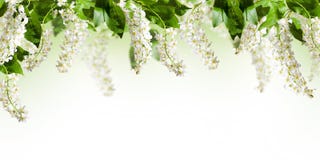 Quadro com as flores da árvore da pássaro-cereja no branco fotografia de stock royalty free Quadro com as flores da árvore da pássaro-cereja no branco fotografia de stock royalty free