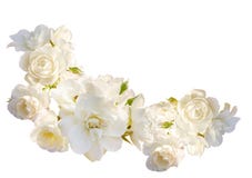 Quadro horizontal bonito com o ramalhete das rosas brancas com gotas da chuva isoladas no fundo branco Fotografia de Stock Quadro horizontal bonito com o ramalhete das rosas brancas com gotas da chuva isoladas no fundo branco Fotografia de Stock