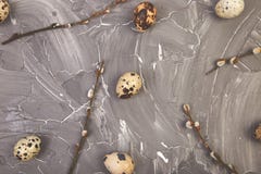Quail Easter eggs on grey background with willow branch stock image Quail Easter eggs on grey background with willow branch stock image