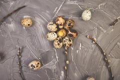Quail Easter eggs on grey background with willow branch stock photos Quail Easter eggs on grey background with willow branch stock photos
