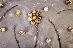 Quail Easter eggs on grey background with willow branch stock images Quail Easter eggs on grey background with willow branch stock images