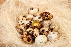 Quail easter eggs in the nest on wooden background royalty free stock photo Quail easter eggs in the nest on wooden background royalty free stock photo