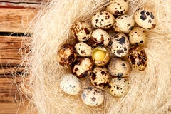 Quail easter eggs in the nest on wooden background stock photos Quail easter eggs in the nest on wooden background stock photos