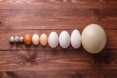 Quail eggs, hen eggs, goose eggs, ostricg egg Stock Images Quail eggs, hen eggs, goose eggs, ostricg egg Stock Images