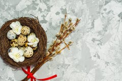 Quail eggs in the nest and willow branch royalty free stock image Quail eggs in the nest and willow branch royalty free stock image