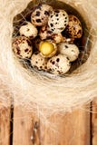 Quail eggs in the nest on wooden background with willow branch stock image Quail eggs in the nest on wooden background with willow branch stock image