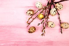 Quail eggs on pink background with willow branch royalty free stock photo Quail eggs on pink background with willow branch royalty free stock photo