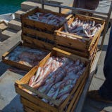 Qualité différente du poisson frais en vente au marché images libres de droits Qualité différente du poisson frais en vente au marché images libres de droits