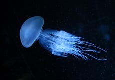 Quallen Quallen