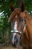 Quarter Horse. Head with Fancy Halter royalty free stock images Quarter Horse. Head with Fancy Halter royalty free stock images