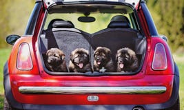 Quatre chiots adorables dans un tronc de voiture image libre de droits Quatre chiots adorables dans un tronc de voiture image libre de droits