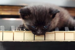 Quattro gattini a strisce vecchio di tre settimane Fotografia Stock Libera da Diritti Quattro gattini a strisce vecchio di tre settimane Fotografia Stock Libera da Diritti