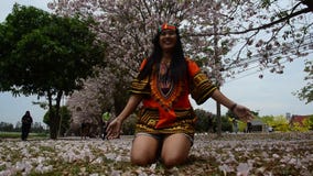 Queda de jogo e de jogo da mulher tailandesa da flor na terra do rosea de Tabebuia ou da árvore de trombeta rosado no jardim filme Queda de jogo e de jogo da mulher tailandesa da flor na terra do rosea de Tabebuia ou da árvore de trombeta rosado no jardim filme