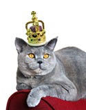 Queen Of Cats Royalty Free Stock Image Queen Of Cats Royalty Free Stock Image