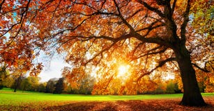 Quercia maestosa al tramonto di autunno fotografia stock Quercia maestosa al tramonto di autunno fotografia stock