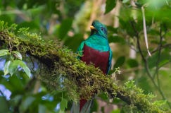 Quetzal resplendissant photos stock Quetzal resplendissant photos stock