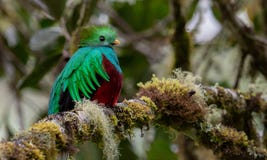 Quetzal resplendissant en Costa Rica images stock Quetzal resplendissant en Costa Rica images stock