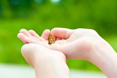 Quiera la naturaleza Manos de la muchacha que sostienen una pequeña mariposa Imagen de archivo Quiera la naturaleza Manos de la muchacha que sostienen una pequeña mariposa Imagen de archivo