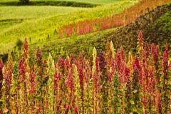 Quinoa plantations in Chimborazo, Ecuador