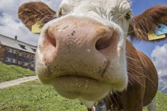 Quirky Detail View Of A Cow Stock Image