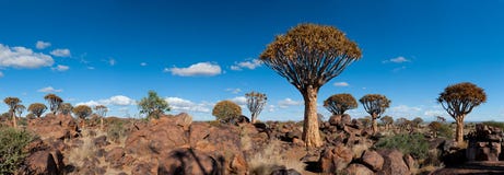 Quiver-tree Forest (Aloe Dichotoma) Royalty Free Stock Photography