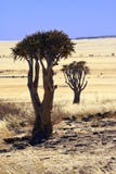 Quiver Trees - Namib-Nuakluft Desert - Namibia Stock Images Quiver Trees - Namib-Nuakluft Desert - Namibia Stock Images