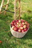 R?d mogen fruktkorg f?r ?pplen p? gr?s n?ra stege Apple sk?rdbegrepp Mogna organiska frukter i tr?dg?rd H?st arkivfoton R?d mogen fruktkorg f?r ?pplen p? gr?s n?ra stege Apple sk?rdbegrepp Mogna organiska frukter i tr?dg?rd H?st arkivfoton