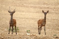 R?da hjortar, Cervuselaphus som ?r l?s royaltyfria foton R?da hjortar, Cervuselaphus som ?r l?s royaltyfria foton
