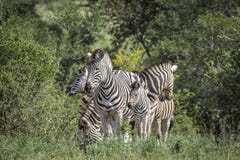 R?wniny zebra w Kruger parku narodowym, Po?udniowa Afryka obraz royalty free R?wniny zebra w Kruger parku narodowym, Po?udniowa Afryka obraz royalty free