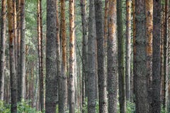 r Место для того чтобы ввести текст E Сосновый лес стоковая фотография rf r Место для того чтобы ввести текст E Сосновый лес стоковая фотография rf