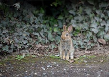 Rabbit Stock Photography