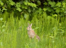 Rabbit Royalty Free Stock Images