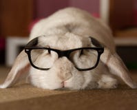 Rabbit in Glasses stock photo Rabbit in Glasses stock photo