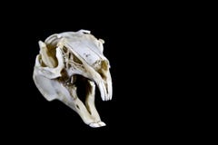 rabbit skull