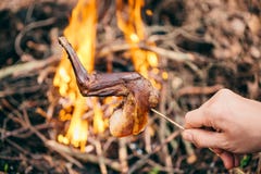 Rabbit on the stick grilled in the fire. delicious summer picnic royalty free stock image Rabbit on the stick grilled in the fire. delicious summer picnic royalty free stock image
