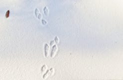 Rabbit tracks in the fresh snow. royalty free stock image Rabbit tracks in the fresh snow. royalty free stock image