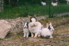 Rabbits. stock images Rabbits. stock images