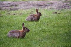 Rabbits in the gras royalty free stock photography Rabbits in the gras royalty free stock photography