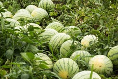 Raccolga le angurie mature sull'azienda agricola immagine stock Raccolga le angurie mature sull'azienda agricola immagine stock