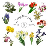 Raccolta dei fiori differenti della molla: tulipano, iride, narciso, malus, papavero, croco, mimosa, muscari e primula illustrazione di stock Raccolta dei fiori differenti della molla: tulipano, iride, narciso, malus, papavero, croco, mimosa, muscari e primula illustrazione di stock