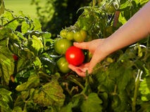 Raccolta dei pomodori immagine stock libera da diritti Raccolta dei pomodori immagine stock libera da diritti