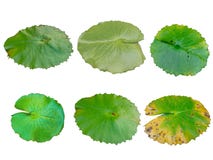 Raccolta della foglia verde del loto su fondo bianco immagine stock Raccolta della foglia verde del loto su fondo bianco immagine stock